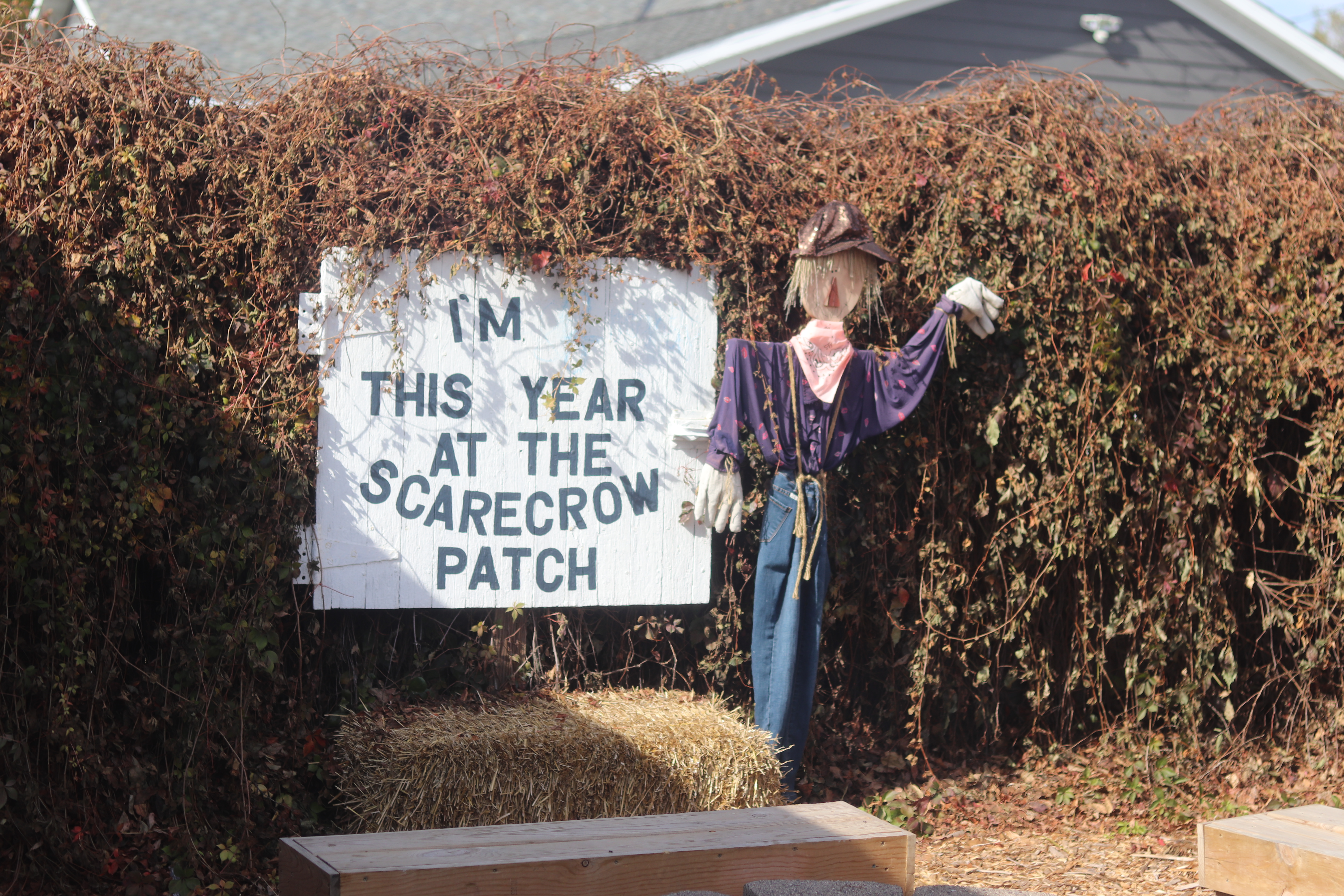 Picture of scarecrow.